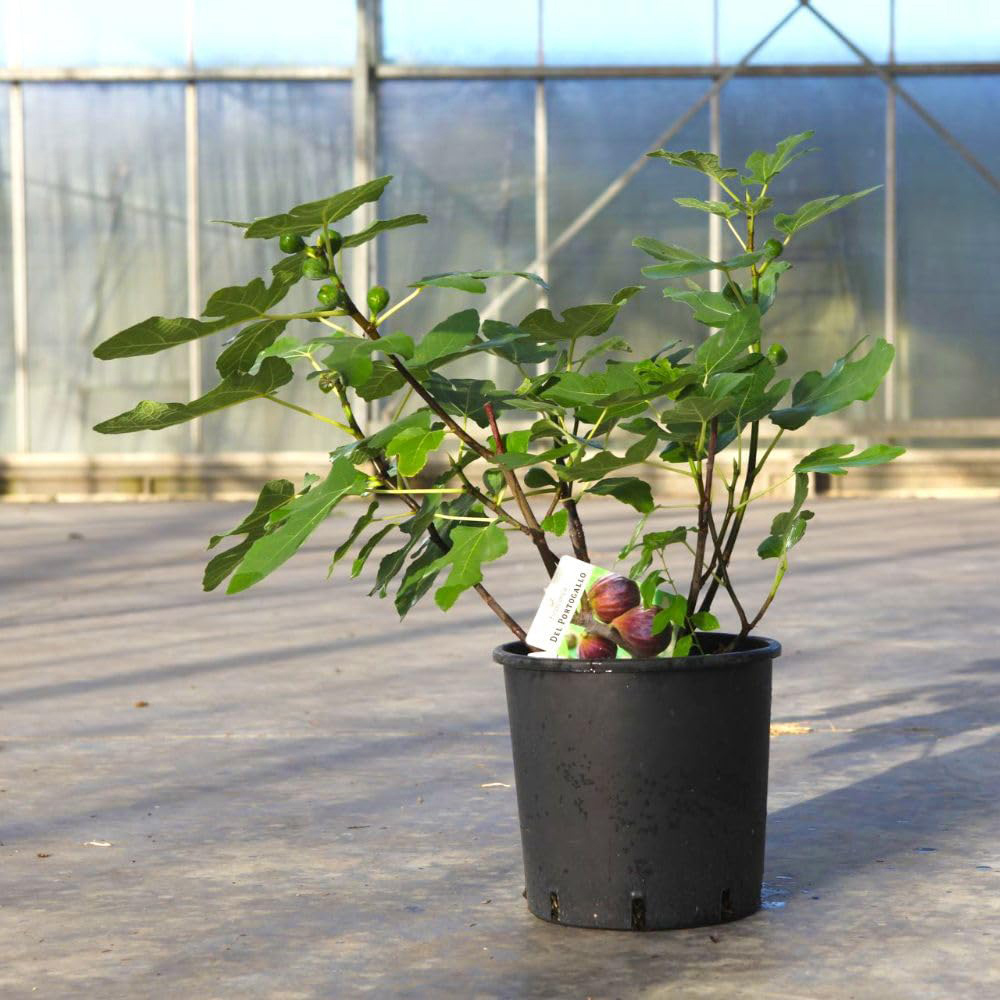 Thompson and Morgan Ficus Carica Del Portogallo Plant Pot 12L Image
