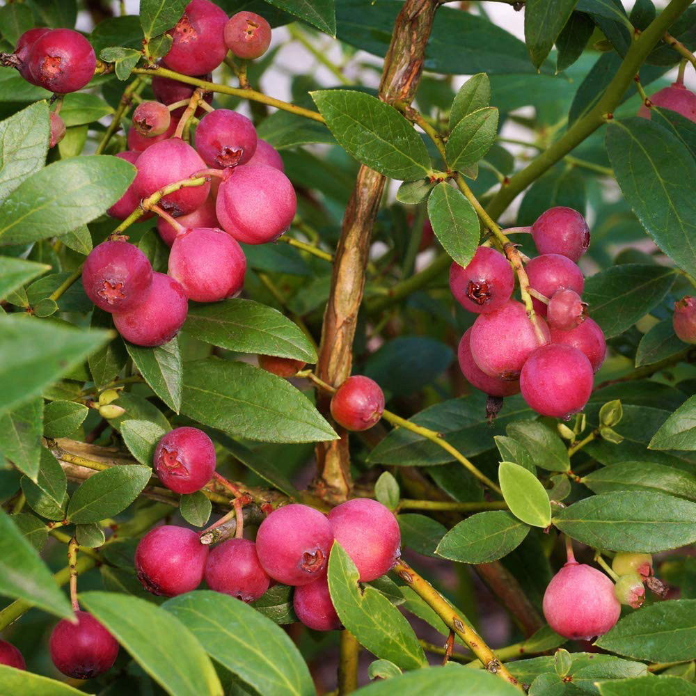 Thompson and Morgan Blueberry Vaccinium Pink Lemonade Potted Plant 9cm Image 3
