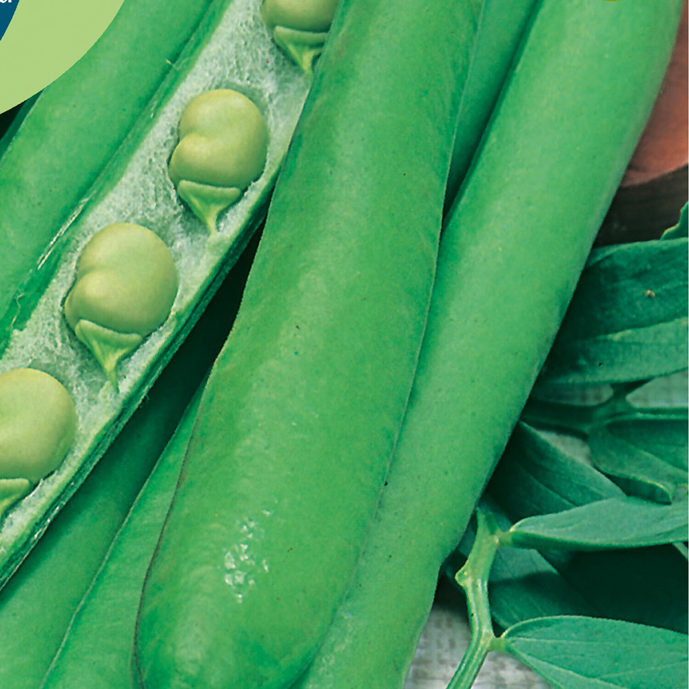 Broad Bean Masterpiece Green Longpod Seeds Image 2