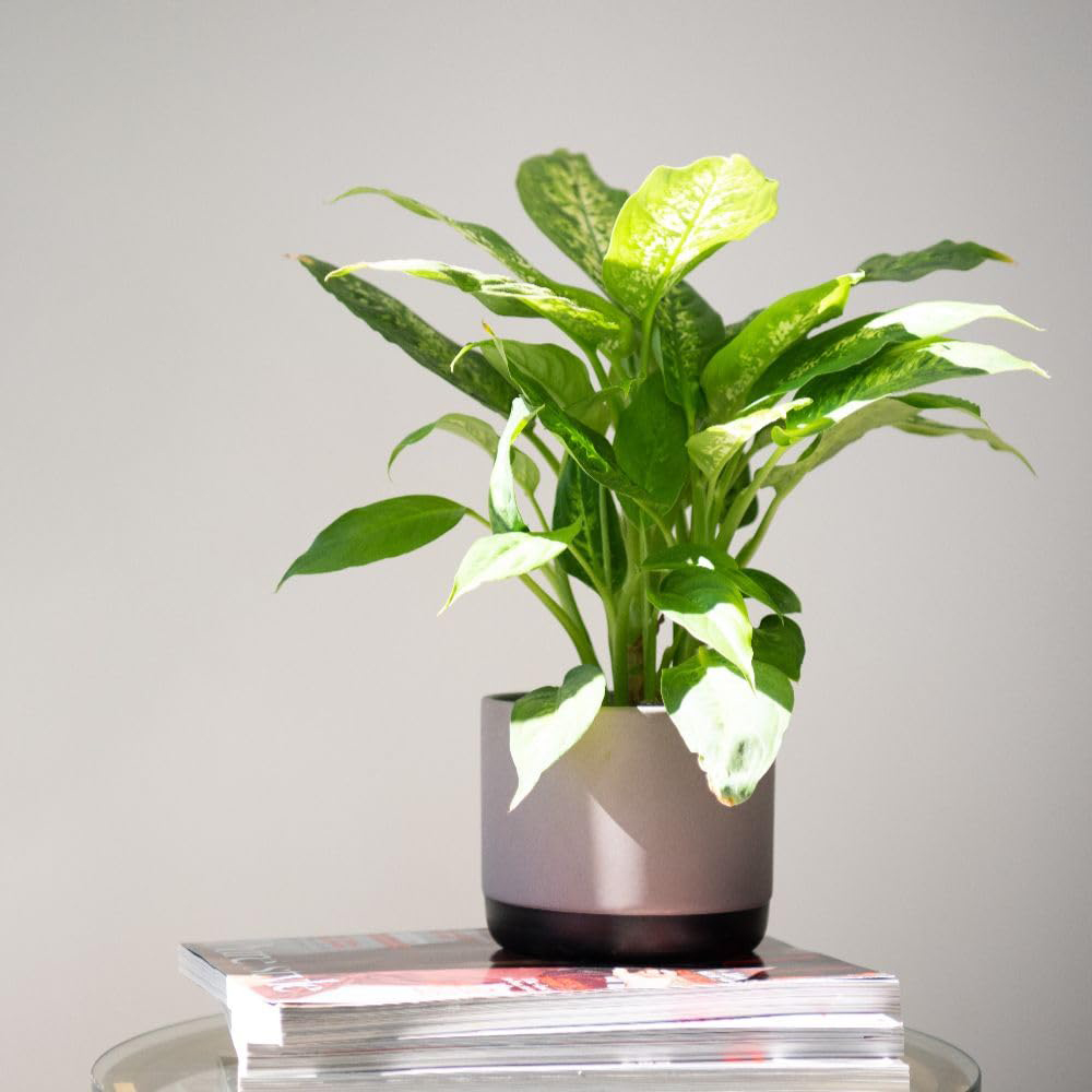 Thompson and Morgan Dieffenbachia Maculata Compacta Plant Pot 12cm 2 Pack Image 4