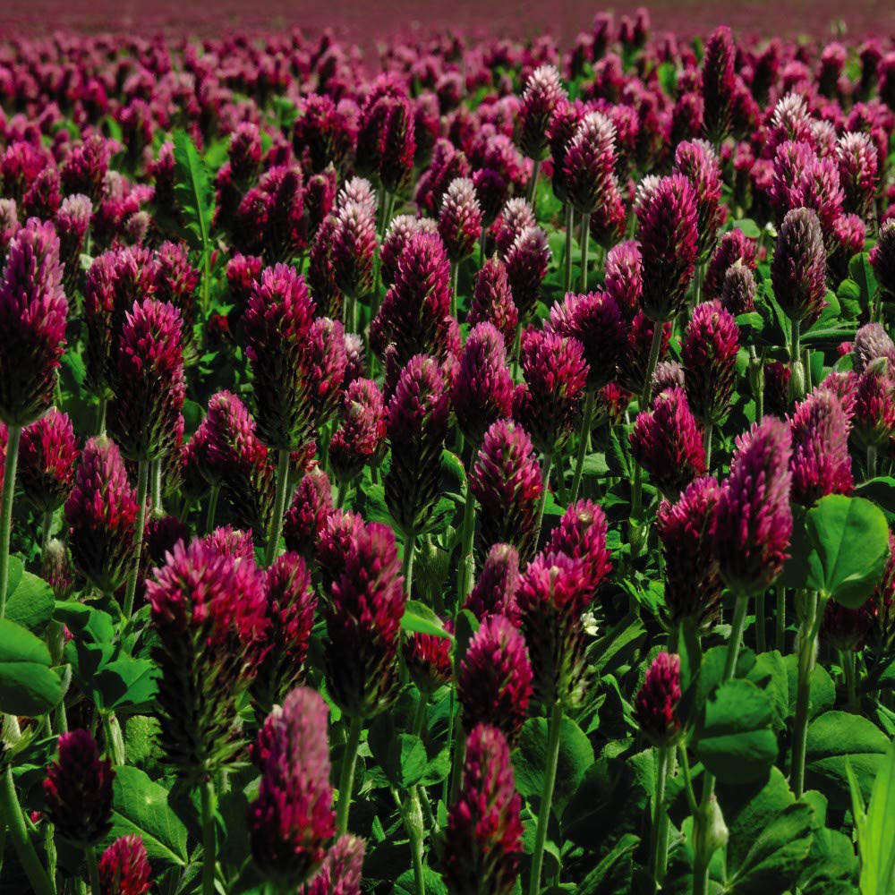Thompson & Morgan Green Manure Crimson Clover Seeds Image 2