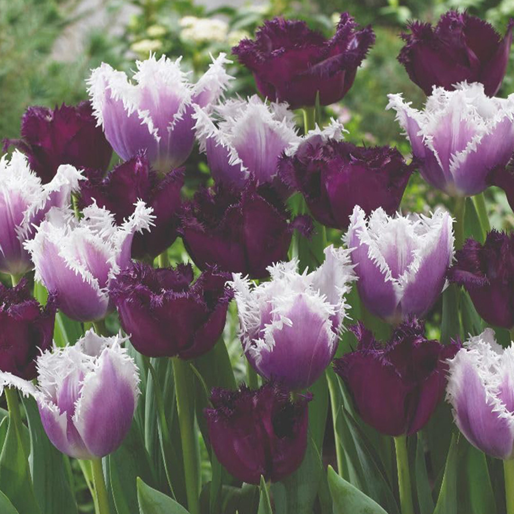 Thompson and Morgan Tulip Black Cherry Frost Collection Bulbs 8 Pack Image 1