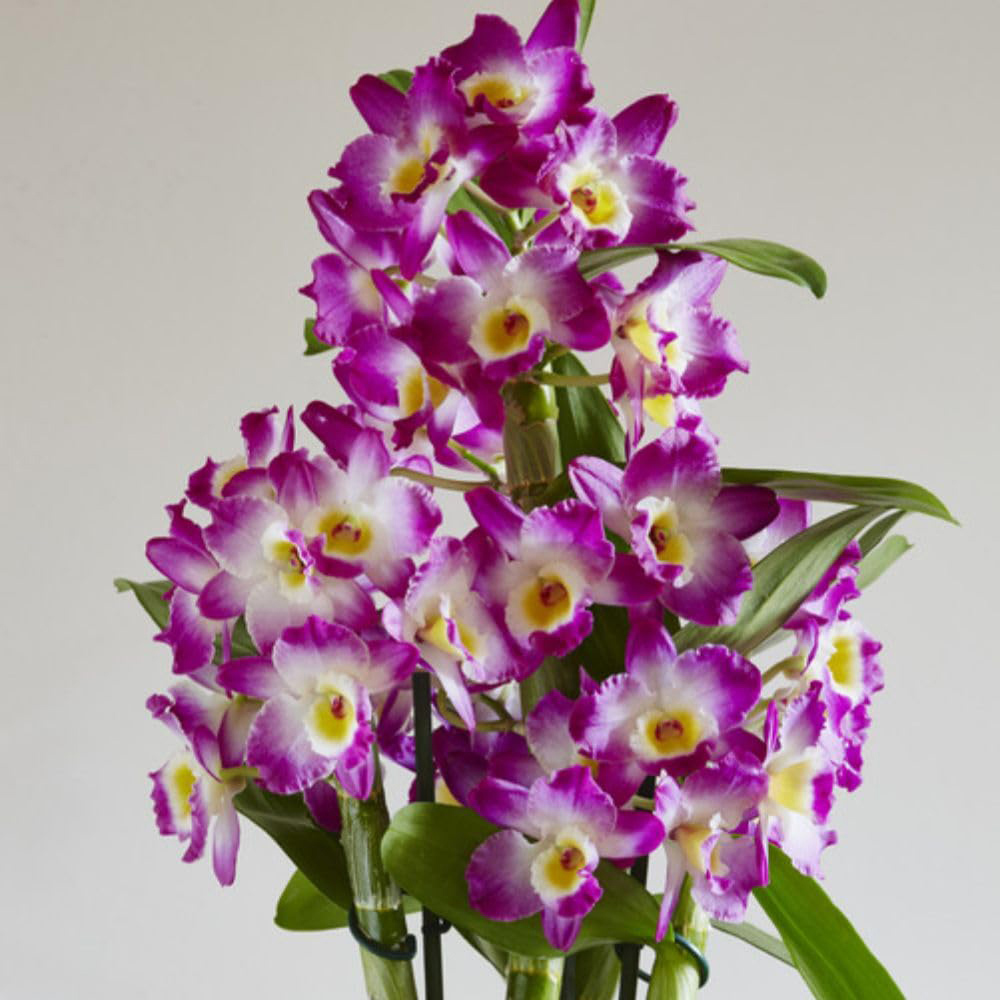 Thompson and Morgan Christmas Gift Orchid Scented Star Class Lilac Plant in Zinc Pot 12cm Image 3