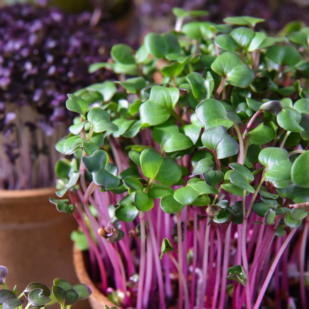 Thompson & Morgan Microgreens Radish Leaf Sangria Seeds Image 3
