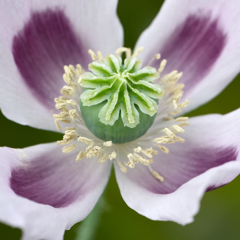 Thompson & Morgan Papaver Somniferum Album Seeds Image 2