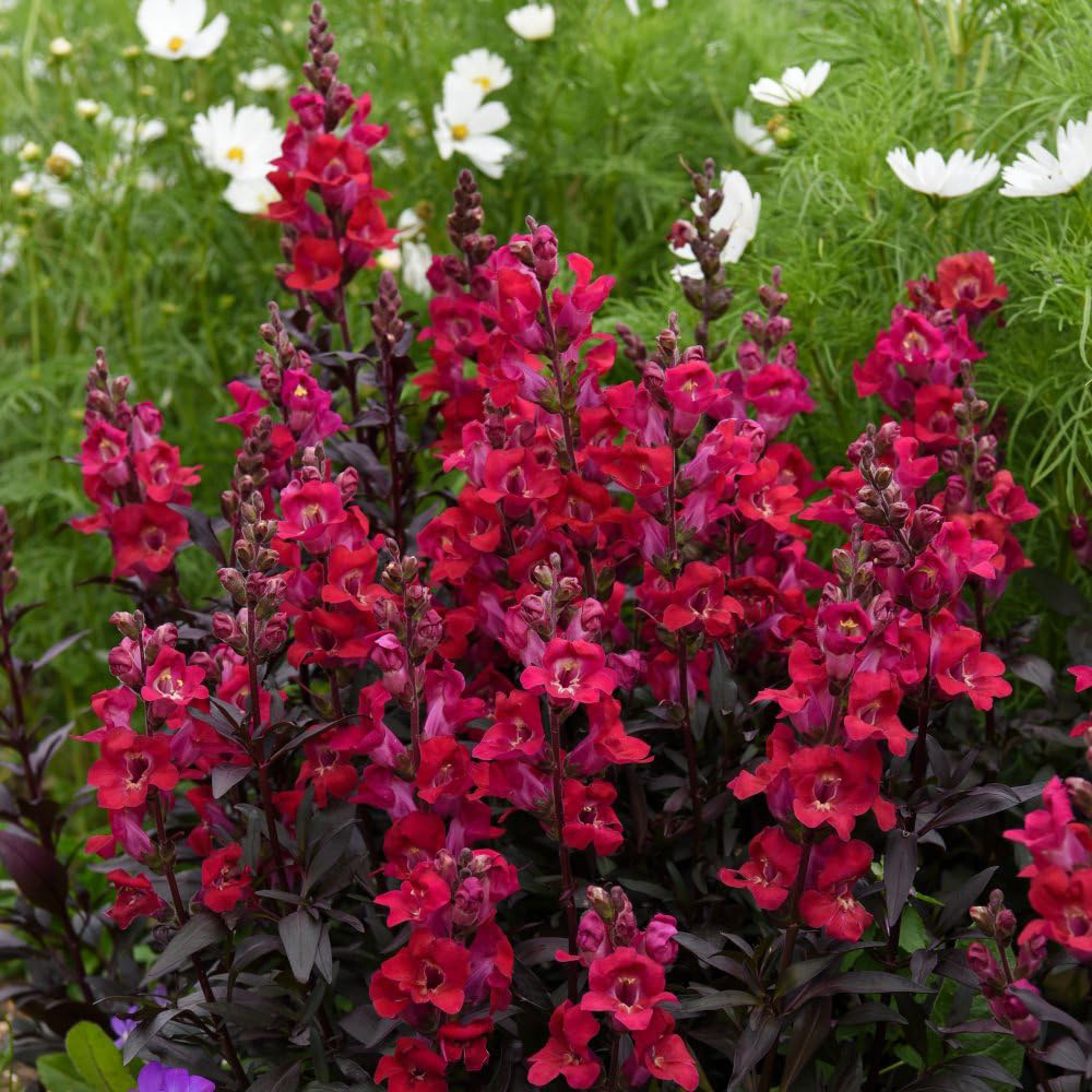 Thompson and Morgan Antirrhinum Cherry Cola Garden Ready Plant 30 Pack Image 3
