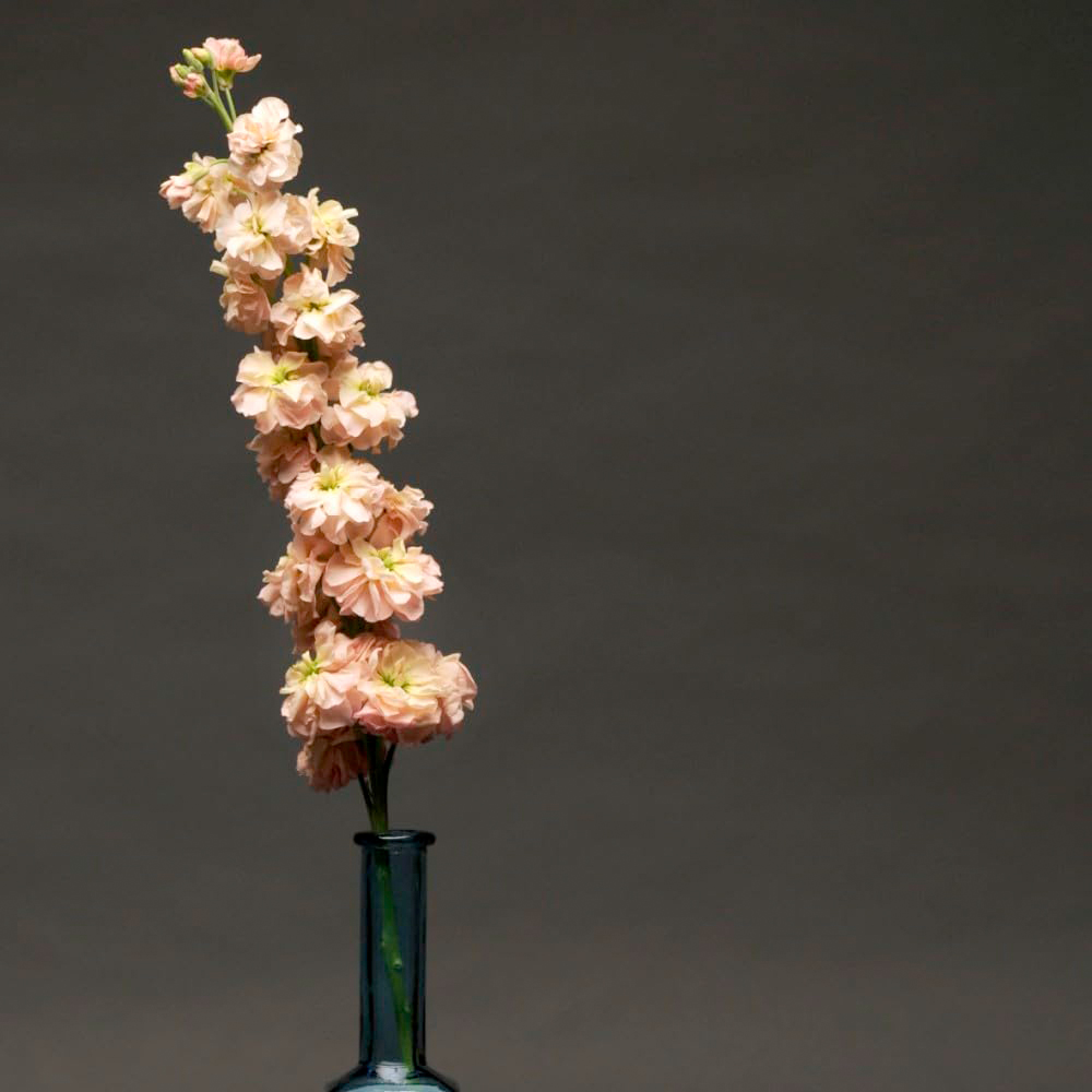 Thompson & Morgan Stock Apricot Column Seeds Image 4
