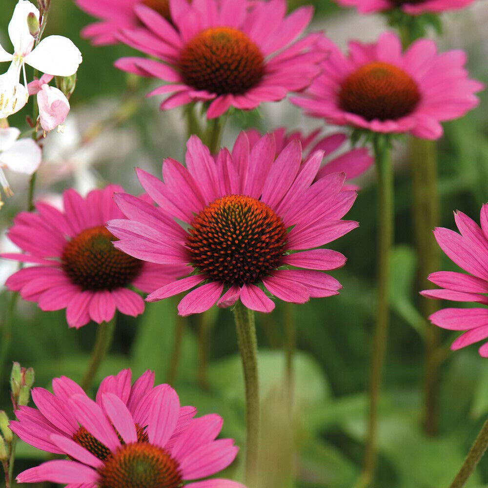Thompson & Morgan Echinacea Purpurea Magnus Seeds Image 2