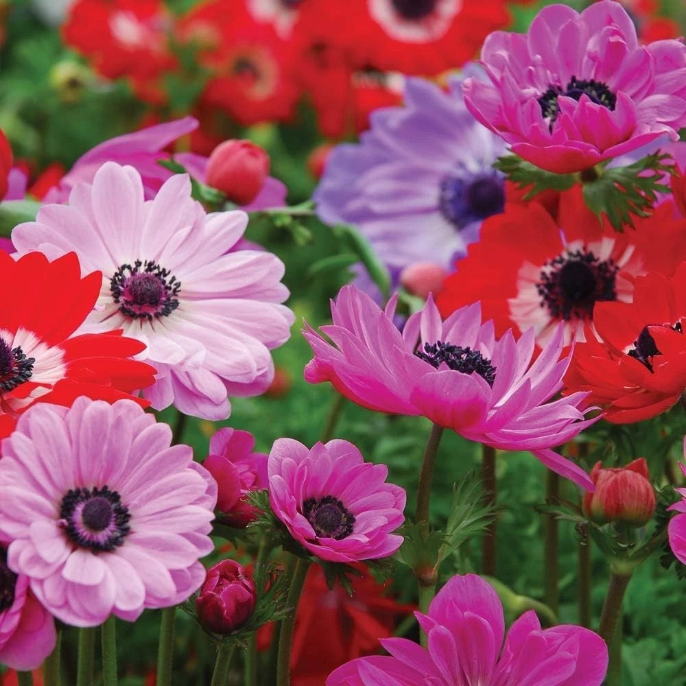 Thompson and Morgan Anemone St Brigid Doubles Planting Bulb 100 Pack Image 4