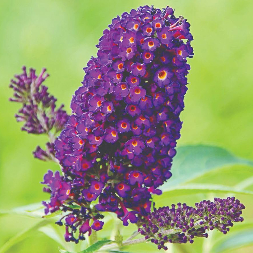 Thompson and Morgan Buddleja Buzz Indigo Plant Pot 1L Image 1