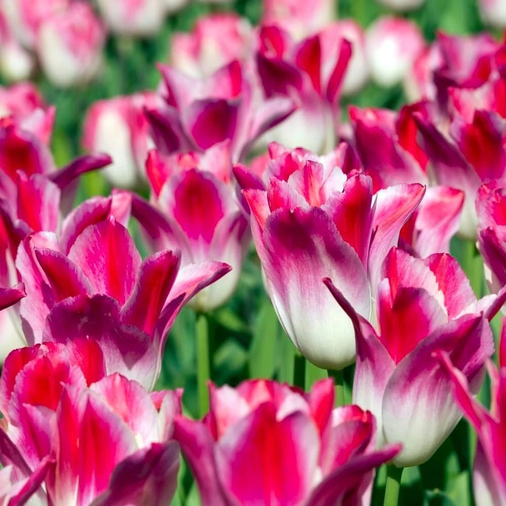 Thompson and Morgan Tulip Colour Changing Collection Planting Bulb 96 Pack Image 2