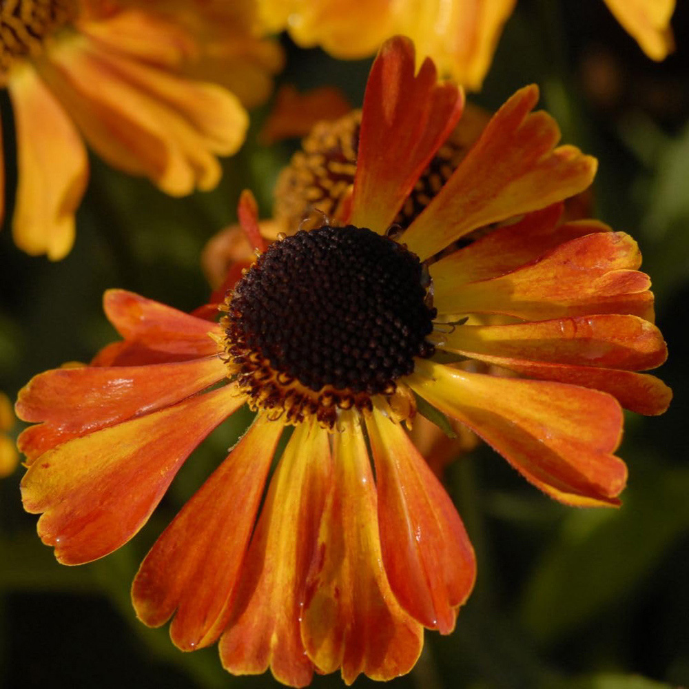 Thompson and Morgan Helenium Mardi Gras Plant Pot 9cm 3 Pack Image 2