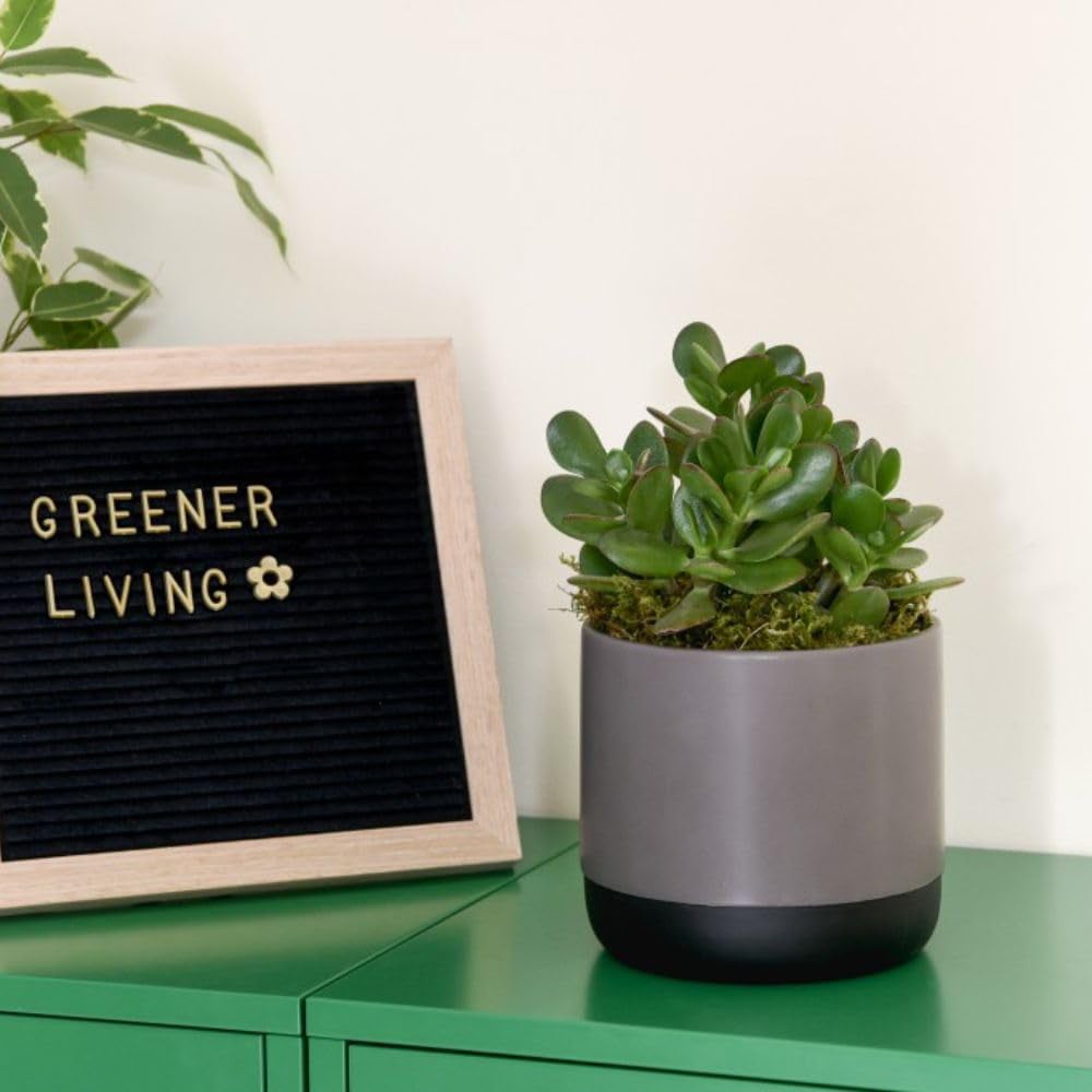 Thompson and Morgan Crassula Hulk Potted Plant 12cm 3 Pack Image 6