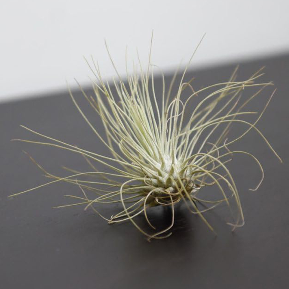 Thompson and Morgan Medium Tillandsia Argentea Air Plant Image 1