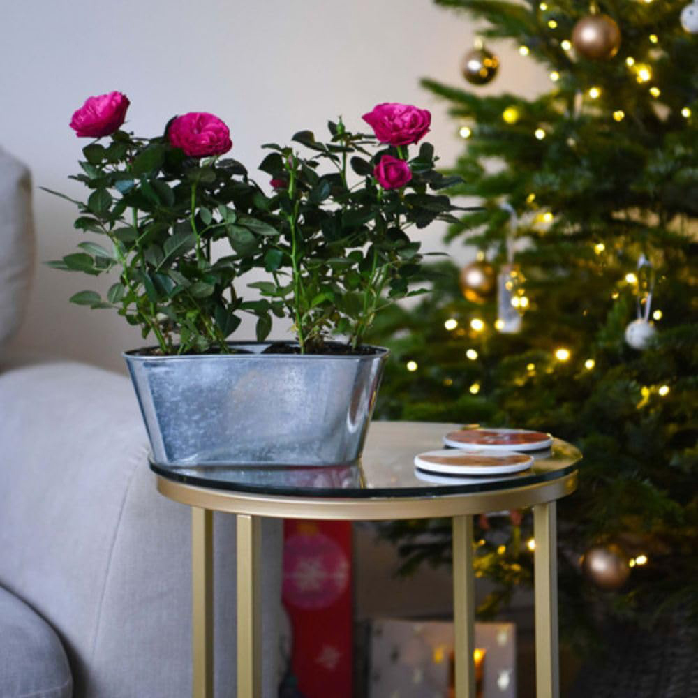 Thompson and Morgan Christmas Gift Scented Rose Deep Pink Plant in Zinc Pot 10.5cm Image 5