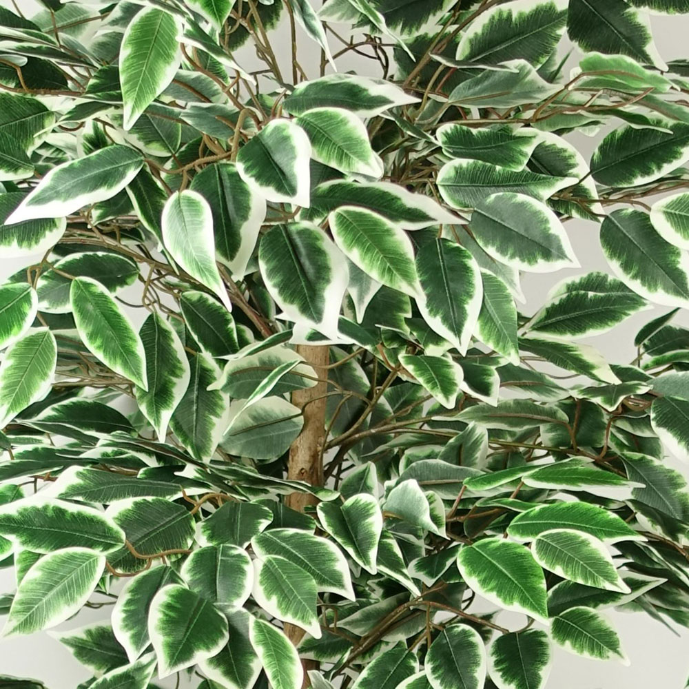 Botanik Ficus Artificial Tree in Pot 5ft Image 5