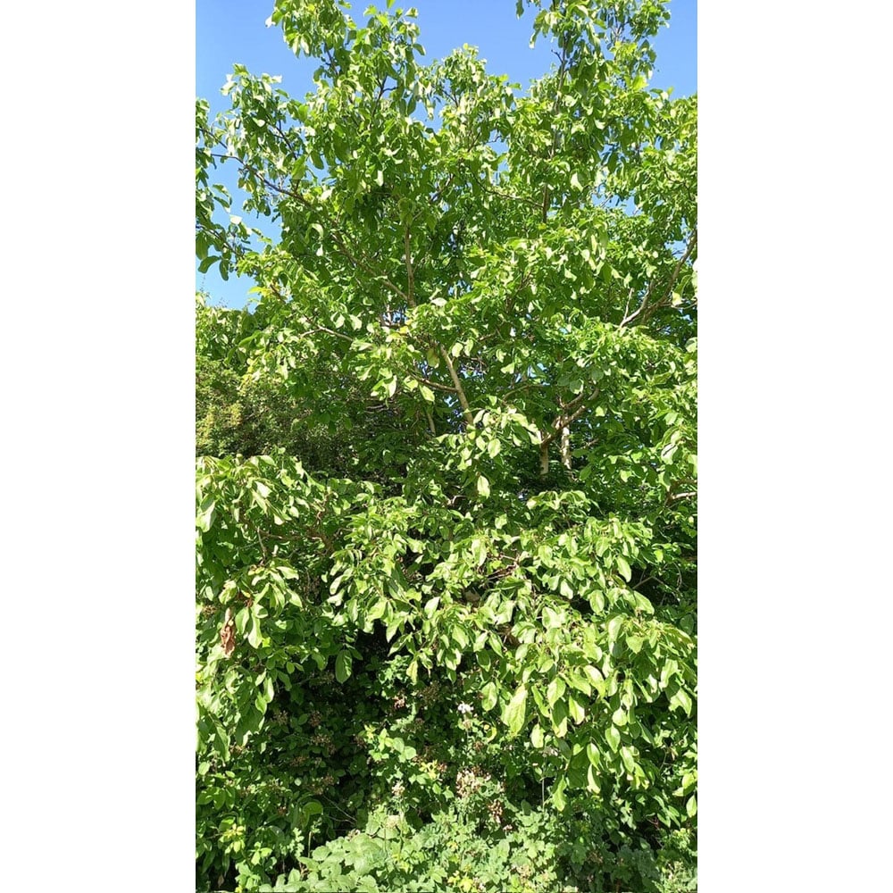 Inspirational Gifting Walnut Hedge Plant Sapling 40-60cm 5 Pack Image 5