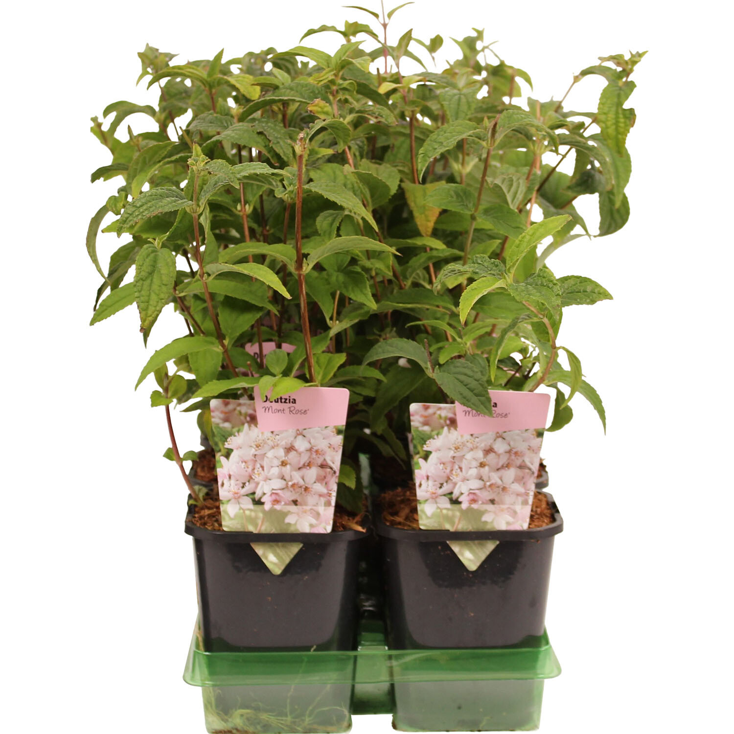 Deutzia Mix Hardy Starter Shrub - White or Pink Image