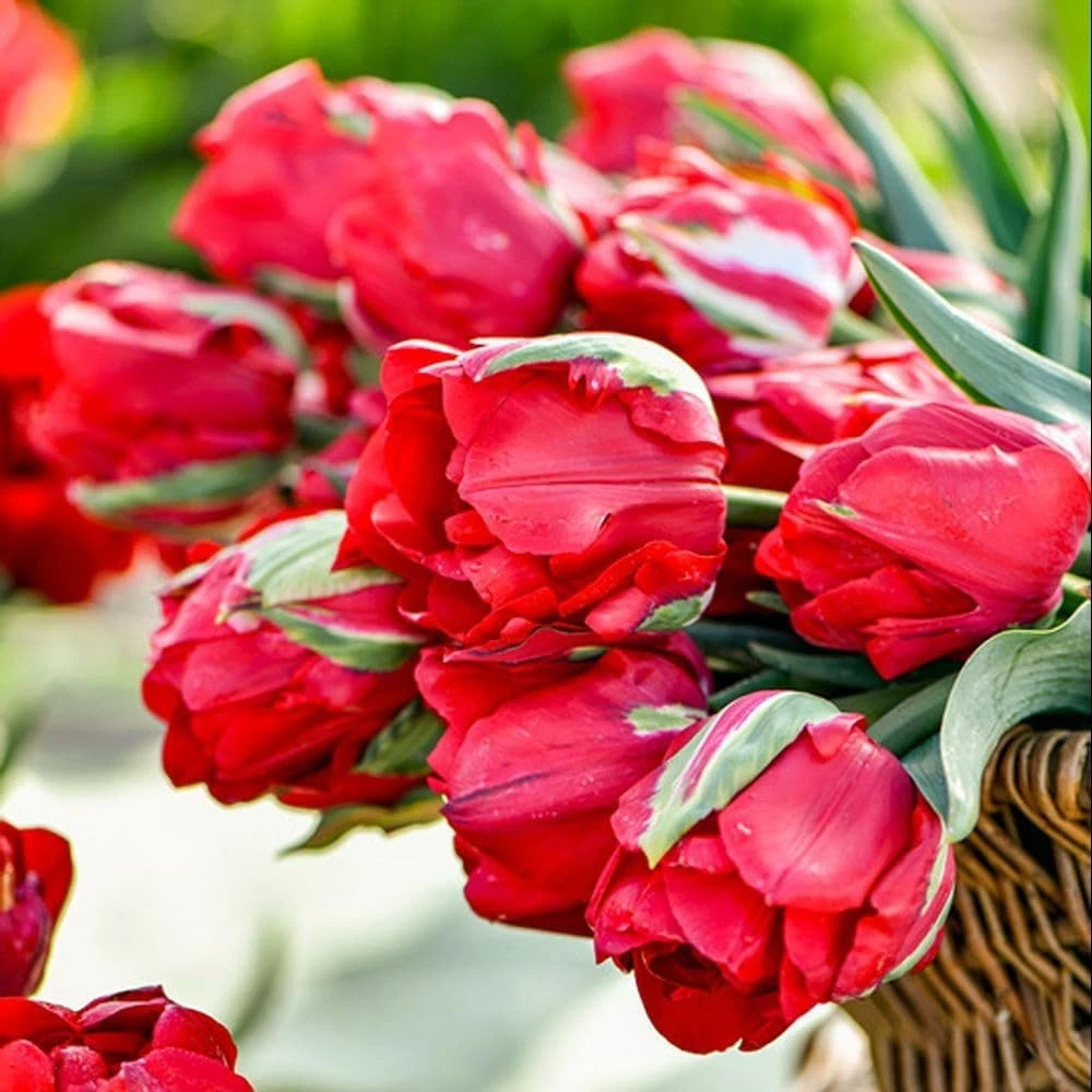 Thompson and Morgan Tulip Ile D'Amour Planting Bulb 8 Pack Image 3