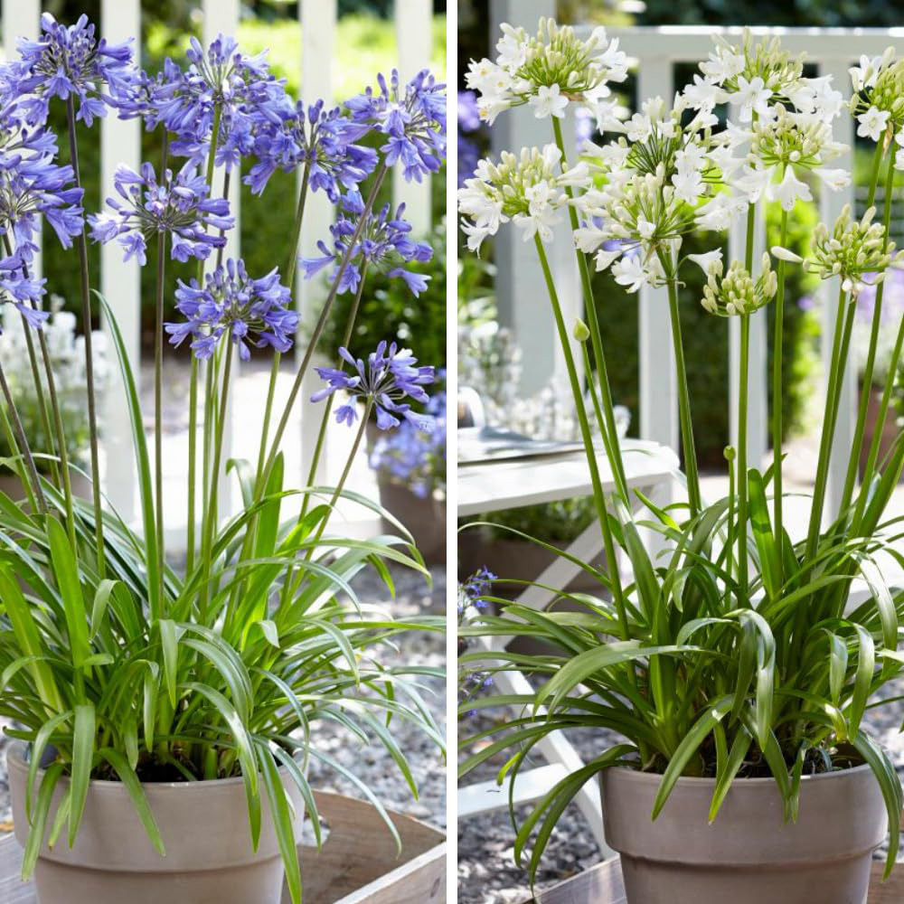 Thompson and Morgan Agapanthus Ever Duo Plant Pot 9cm 2 Pack Image 1