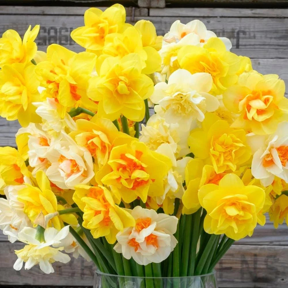 Thompson and Morgan Daffodil Double Classic Mixed Planting Bulb 32 Pack Image 6