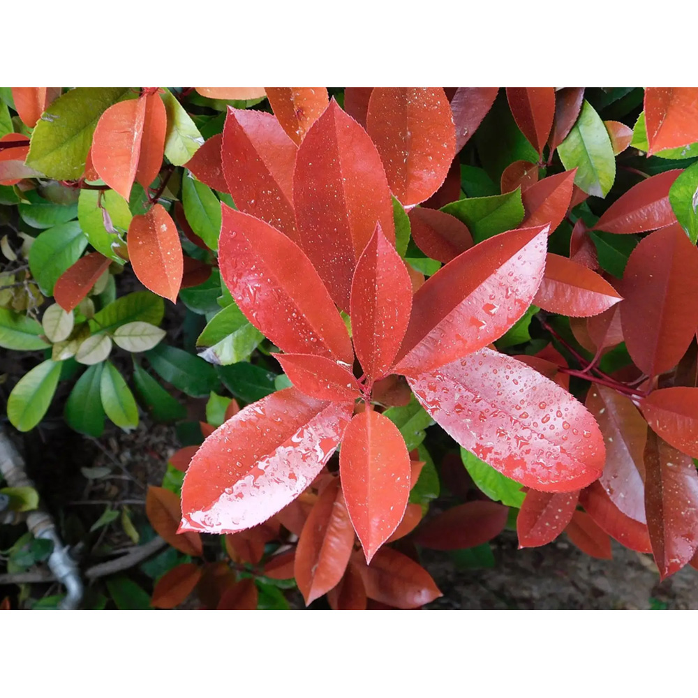 Inspirational Gifting Photinia Evergreen Bare Root Hedge Plant 30-60cm 5 Pack Image 7
