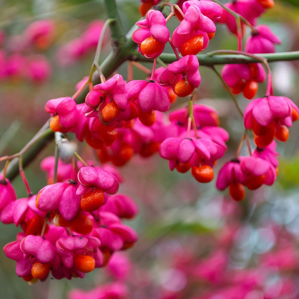 Thompson and Morgan Hedge Spindle Euonymus Europaeus Plant Pot 3L Image 1