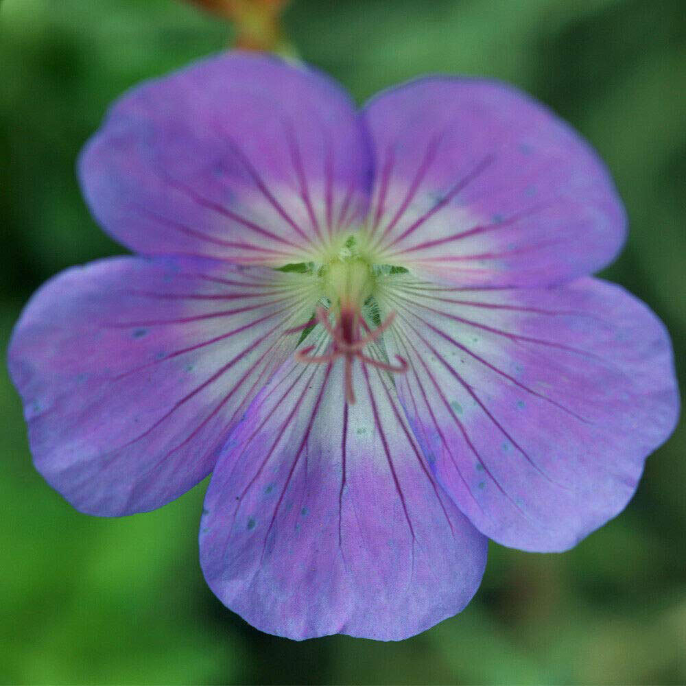 Thompson and Morgan Geranium Rozanne Jumbo Plug Plant 3 Pack Image 4