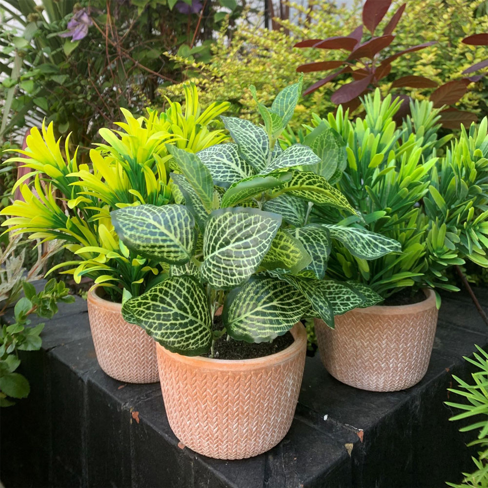 Leaf Dark Green Foliage Honey Plant in Terracotta Pot 22cm Image 4