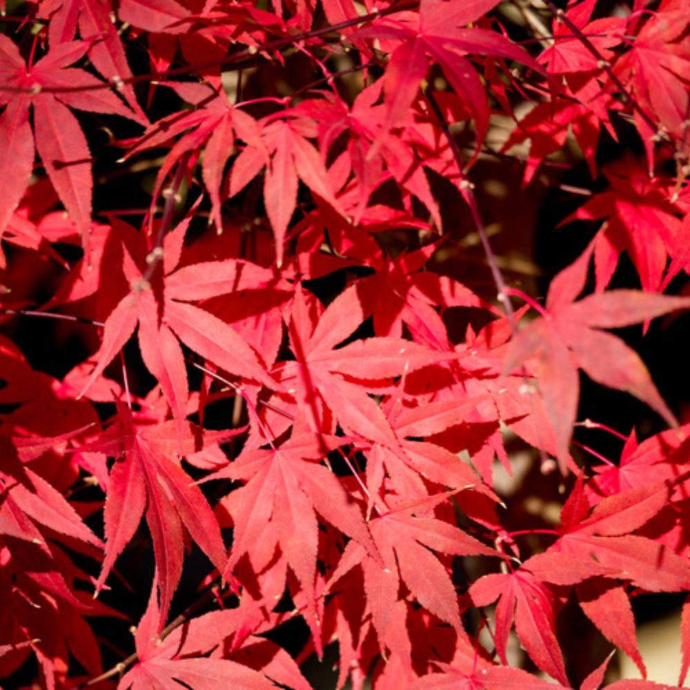 Thompson and Morgan Acer Palmatum Little Red Plant Pot 3L Image 1