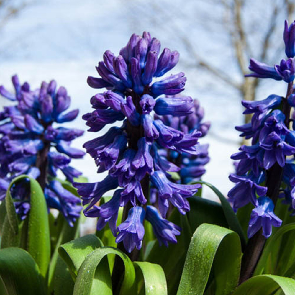 wilko Blue Hyacinths Planting Bulb 10 Pack Image 1