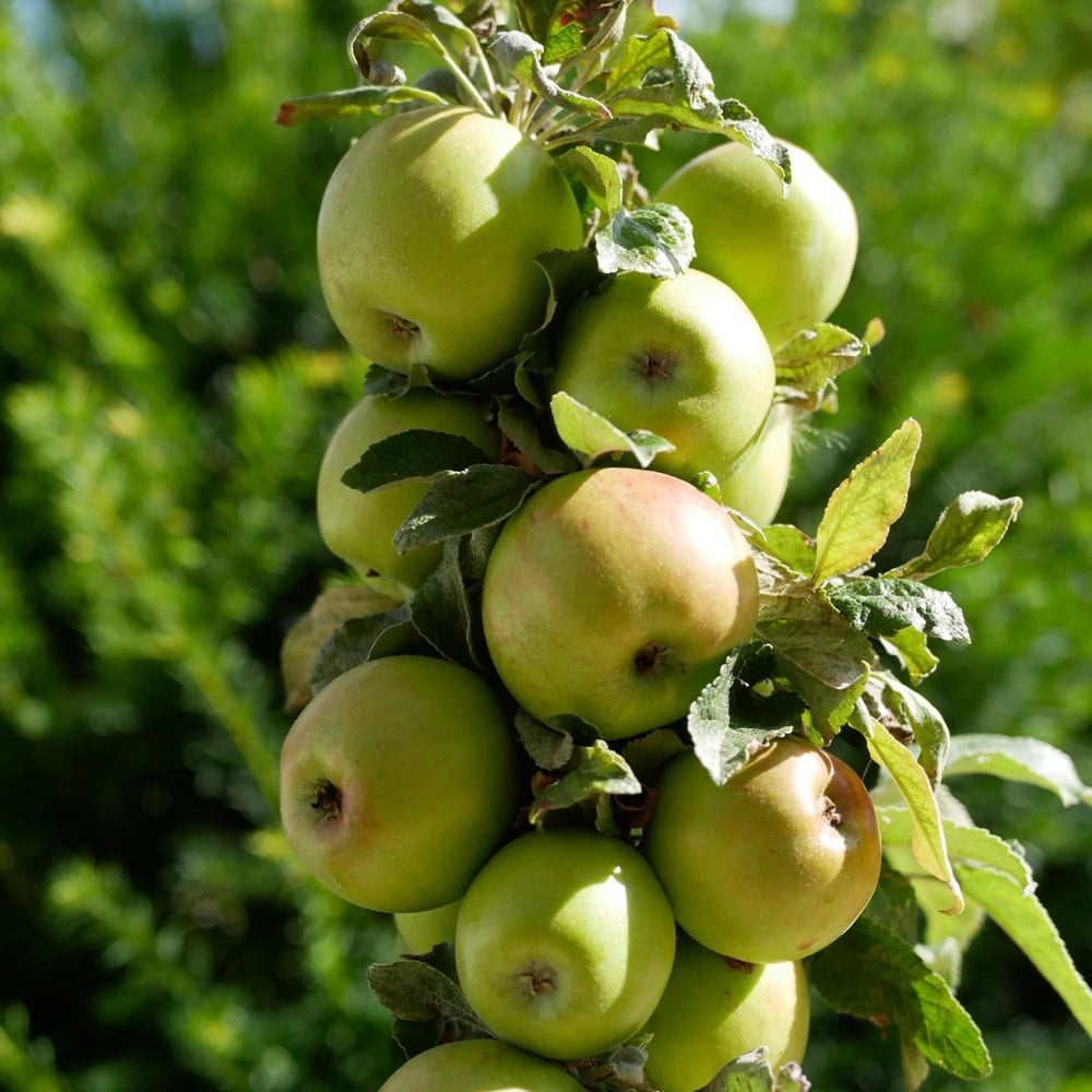 Thompson and Morgan Apple Malus Golden Delicious Plant Pot 5L Image 3