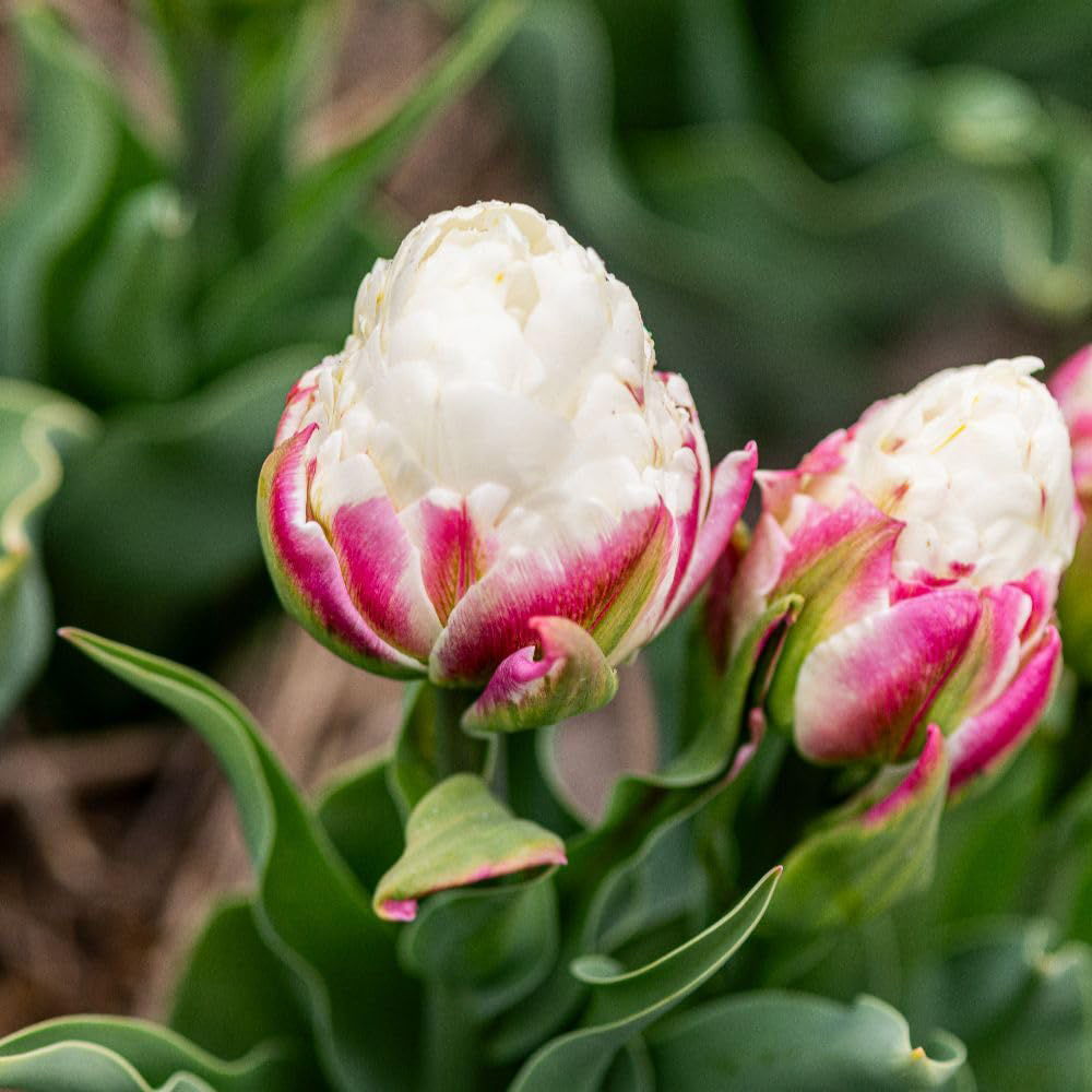 Thompson and Morgan Tulip Ice Cream Planting Blub 5 Pack Image 4