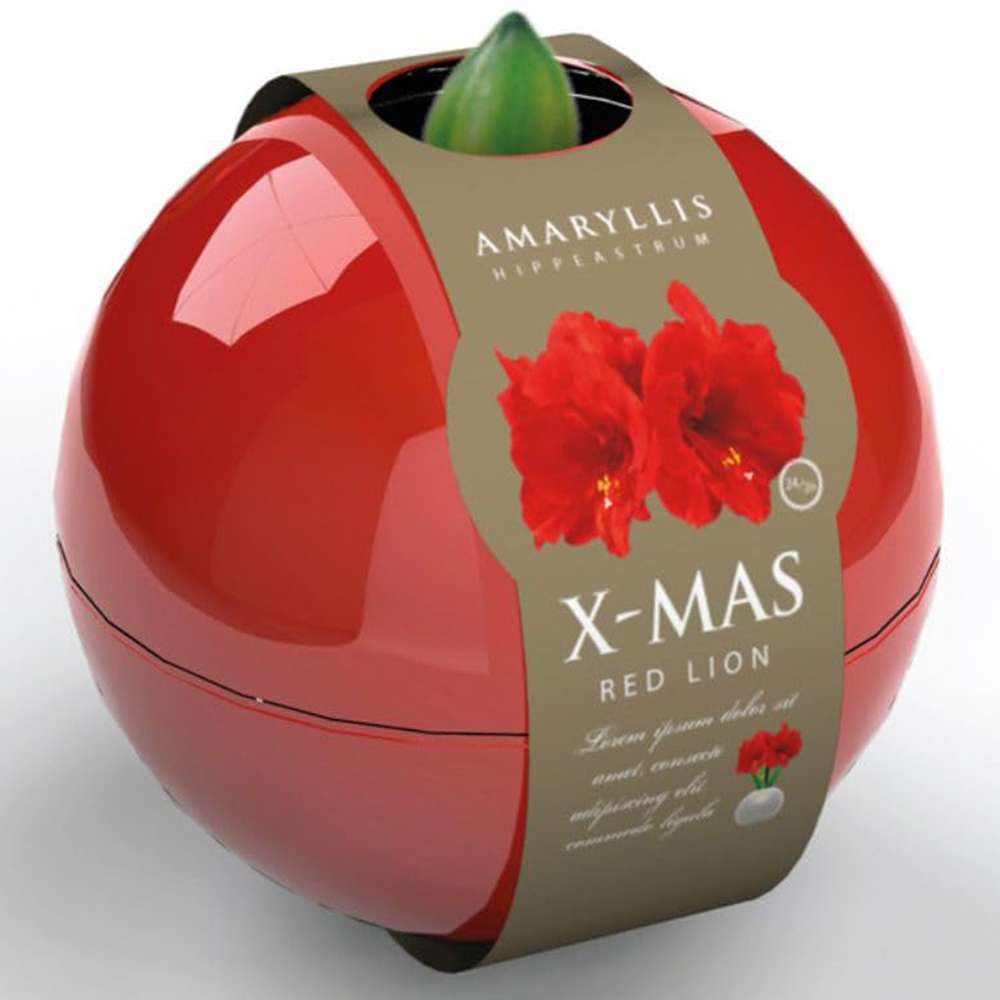 Thompson and Morgan Christmas Gift Red Amaryllis Bulb in Red Globe 2 Pack Image 2