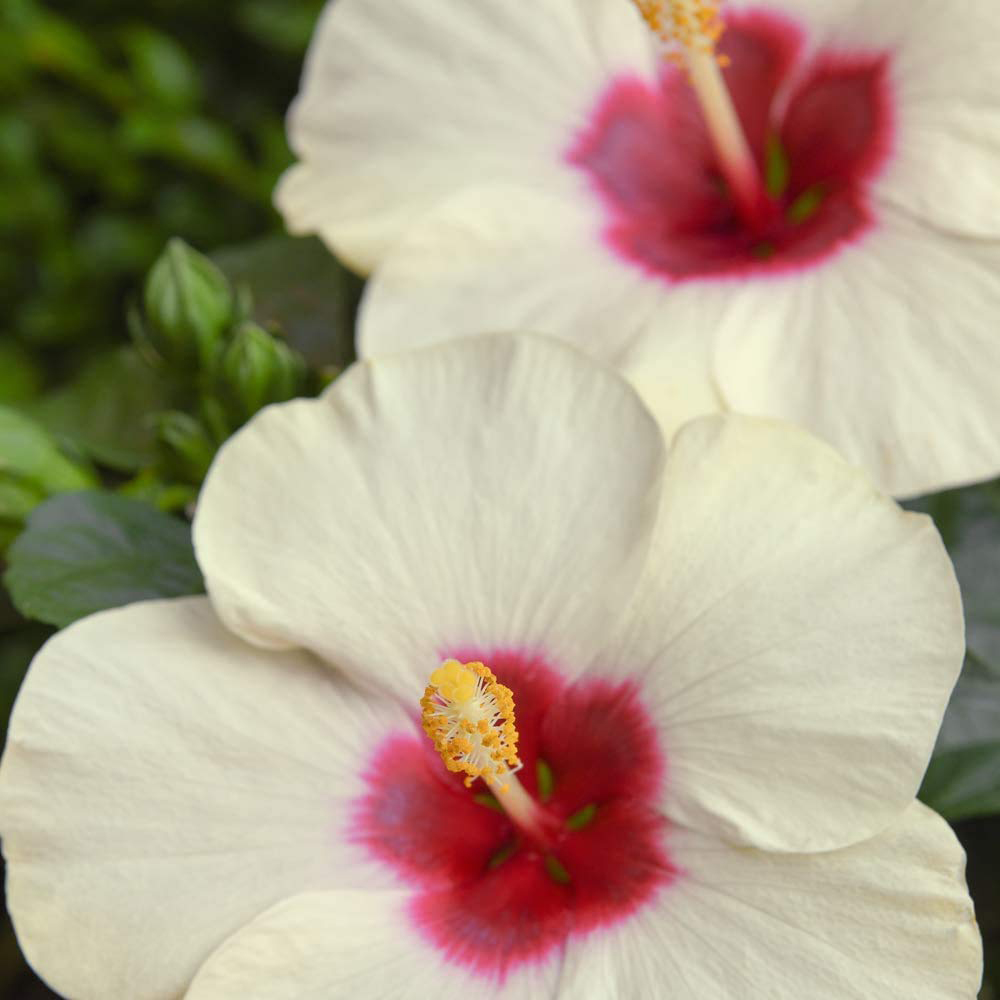 Thompson and Morgan Christmas Gift Hibiscus Adonicus Pearl Plant Pot 13cm 2 Pack Image 3