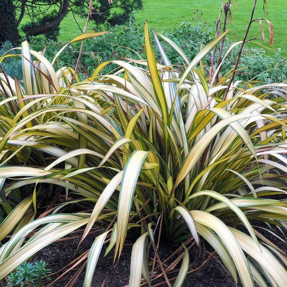 Thompson and Morgan Phormium Tenax Cream Delight Plant Pot 9cm Image