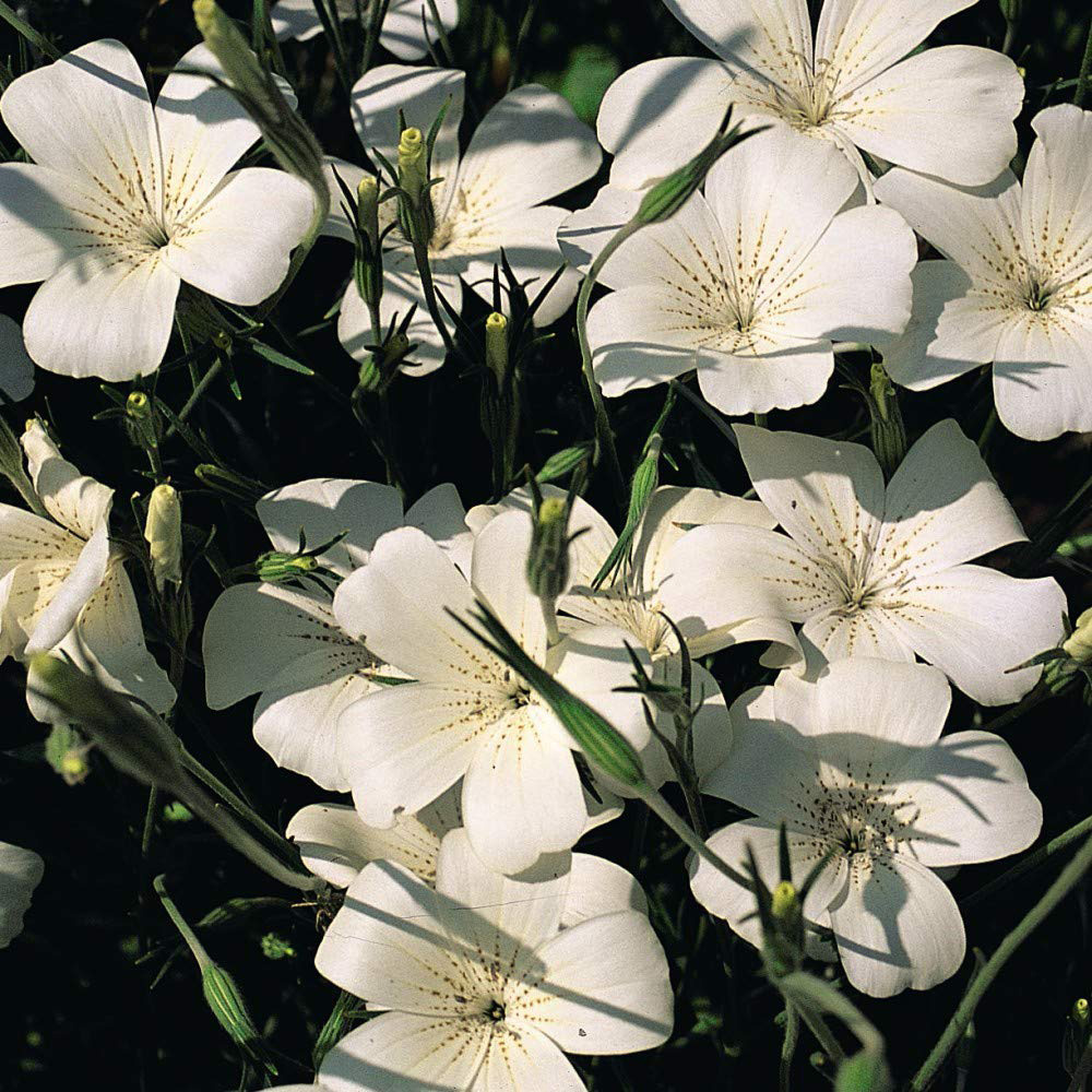 Thompson & Morgan Agrostemma Ocean Pearl Seeds Image 3
