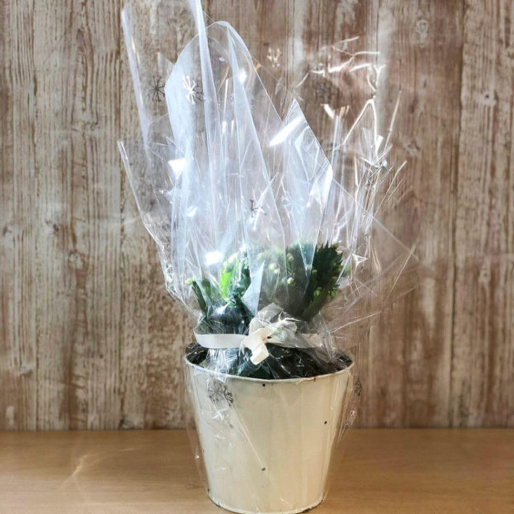 Thompson and Morgan Christmas Gift Cactus White Salvado Plant Pot 12cm 2 Pack Image 3