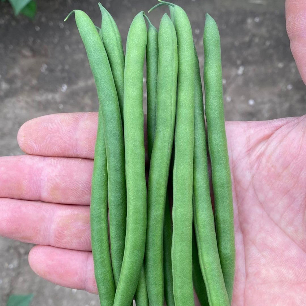 Thompson and Morgan Dwarf French Bean Phaseolus Vulgaris Quartz Seed Packet Image 2