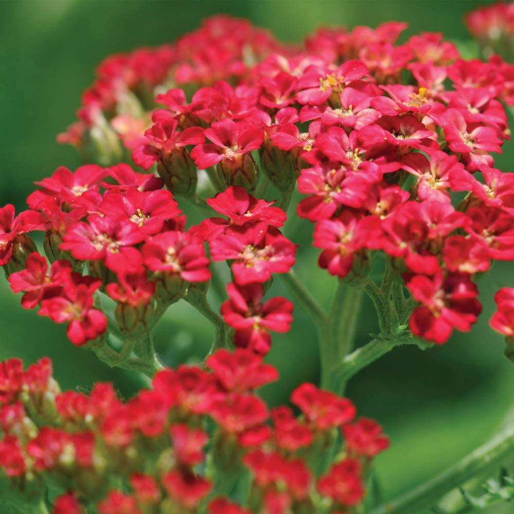 Thompson and Morgan Achillea Cerise Queen Plug Plant 12 Pack Image 2