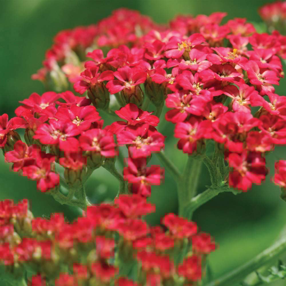 Thompson and Morgan Achillea Cerise Queen Plug Plant 6 Pack Image 2