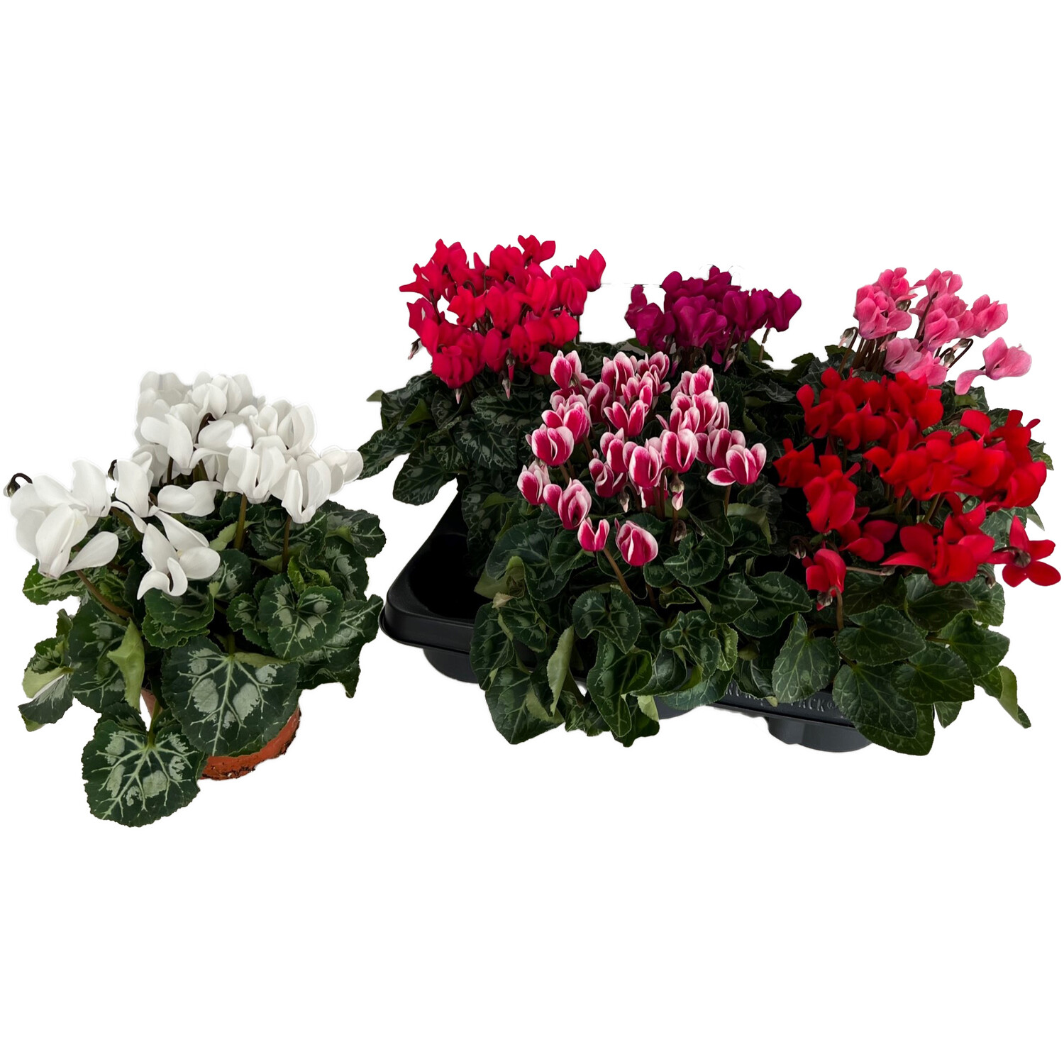 Cyclamen Carino Image