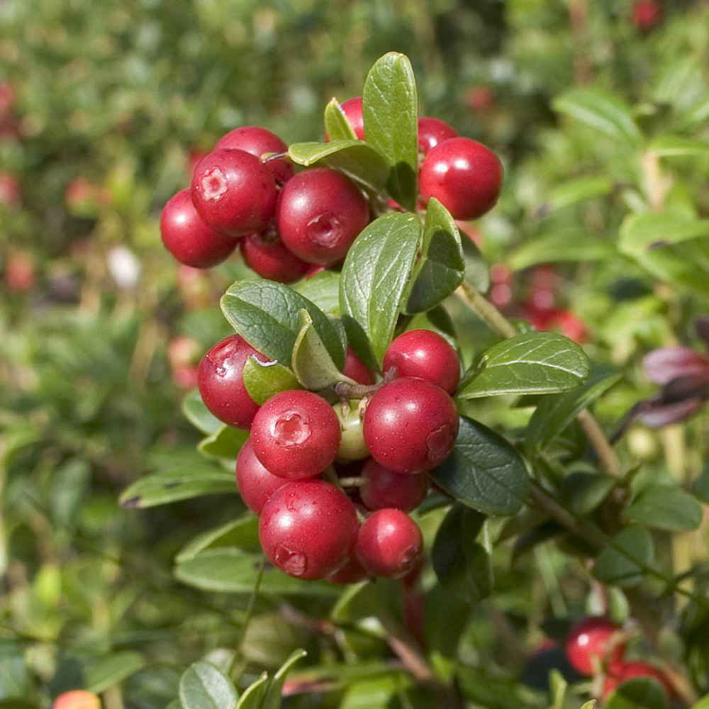 YouGarden Cranberry Vaccinium Pilgrim Plant Pot 1.7L Image 2