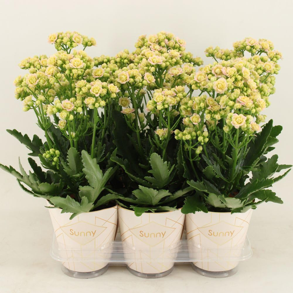 Thompson & Morgan Pink Kalanchoe Sunny Light Plant Pot 14cm 2 Pack Image 3
