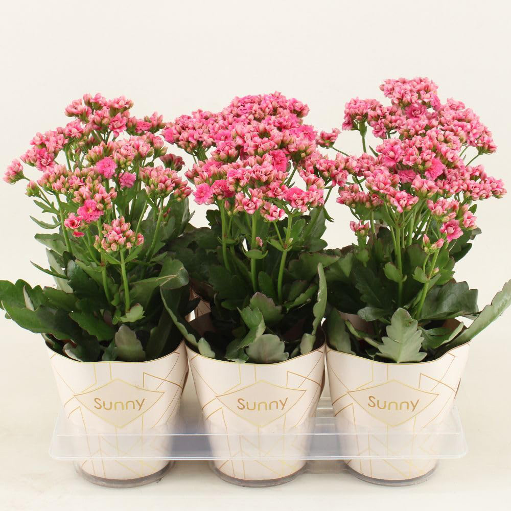 Thompson & Morgan Kalanchoe Sunny Gracefull Pink Plant Pot 14cm 2 Pack Image 2