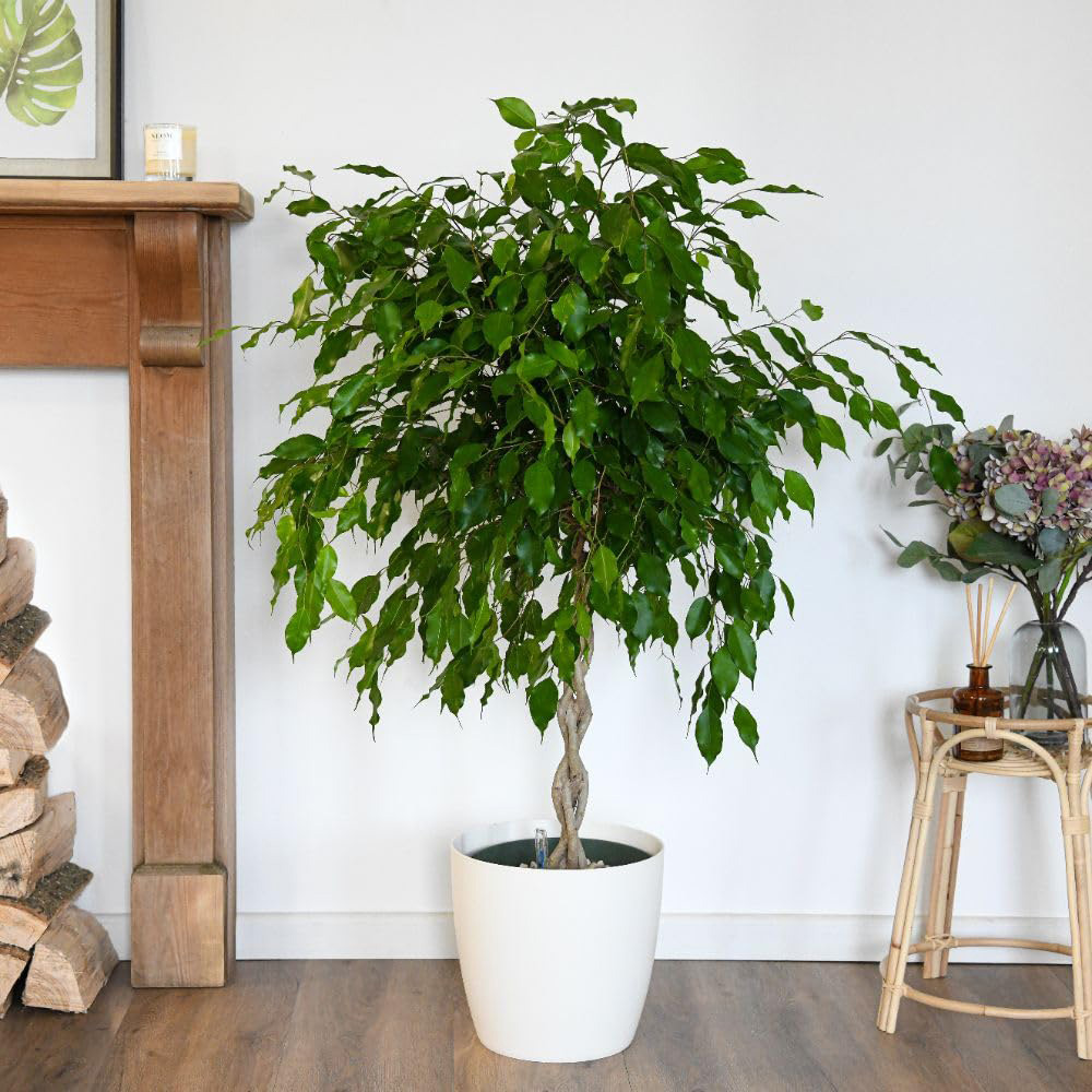 Thompson and Morgan Ficus Benjamina Exotica Braided Stem Plant Pot 27cm 2 Pack Image 4