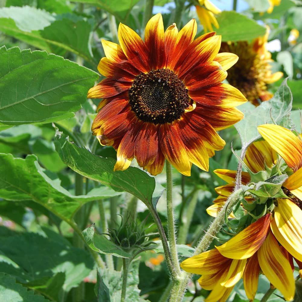 Thompson and Morgan Sunflower Harlequin Mix F1 Mr Men Little Miss Seeds Image 4