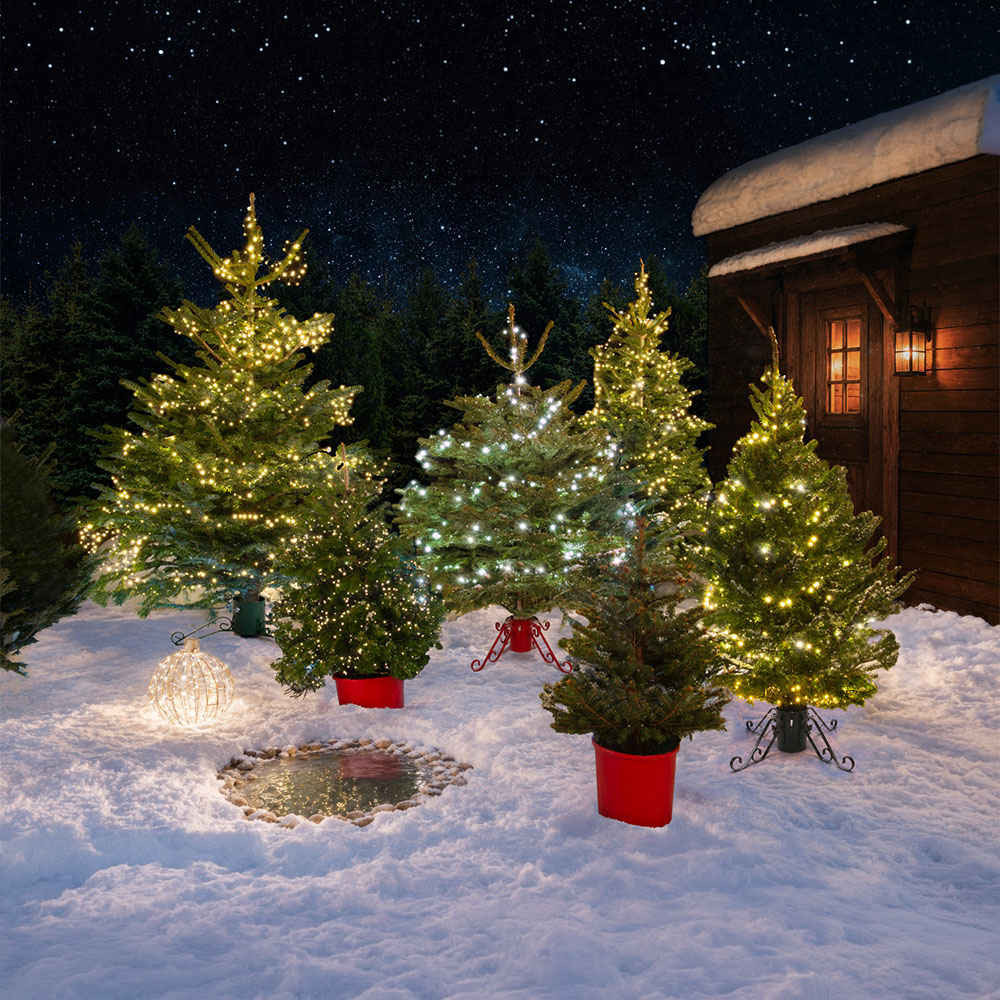 Nordman Fir Pot Grown Real Christmas Tree 3ft Image 2
