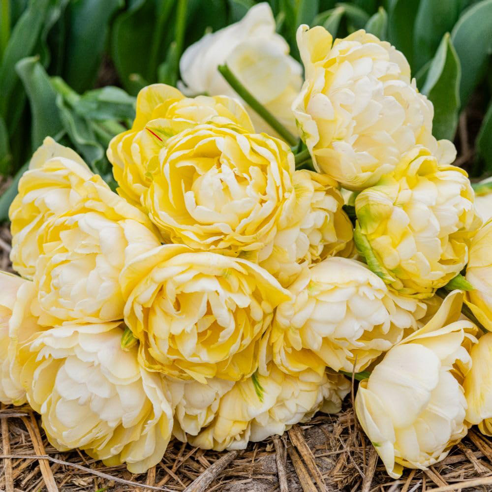 Thompson and Morgan Tulip Wedding Dream Planting Bulb 8 Pack Image 3