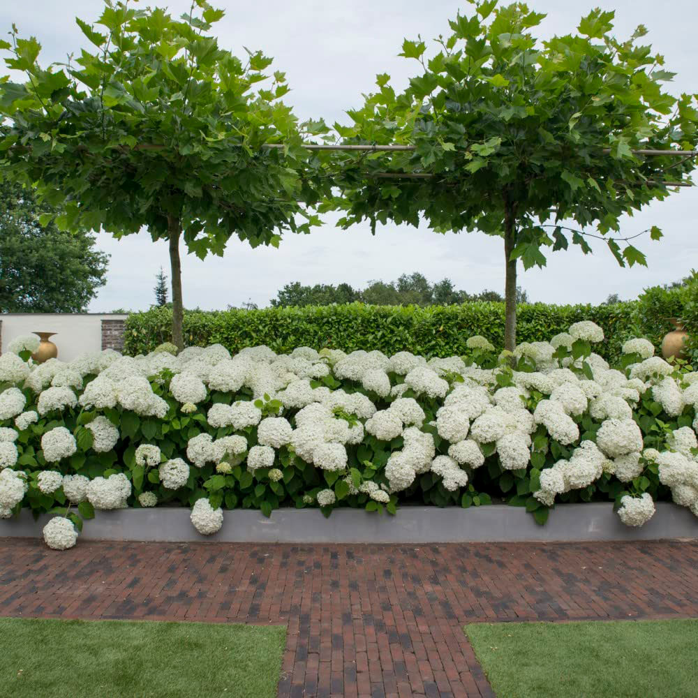 Thompson and Morgan Hydrangea Strong Annabelle Plant Pot 3L Image 3